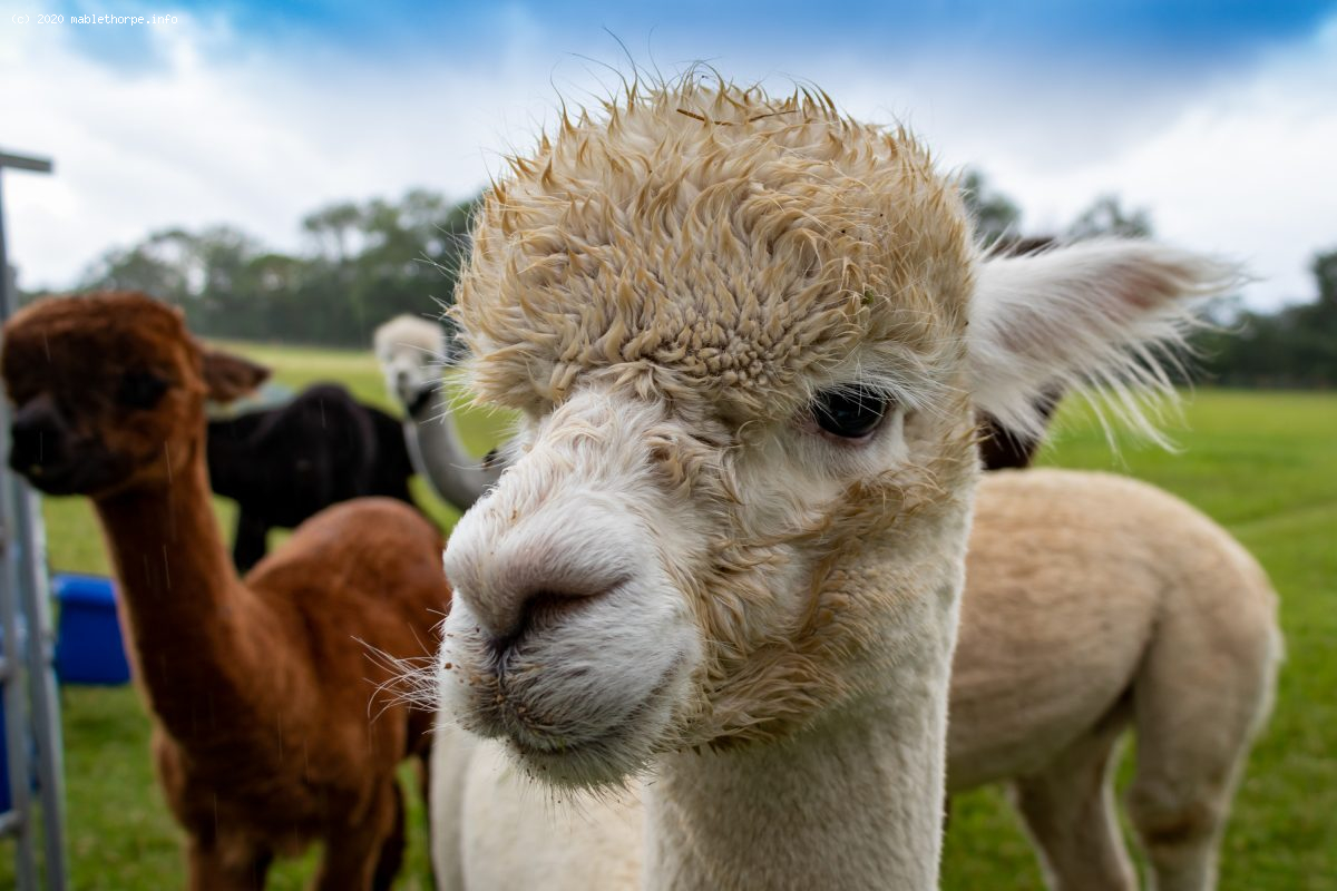 Big Sky Alpacas Mablethorpe, Lincolnshire