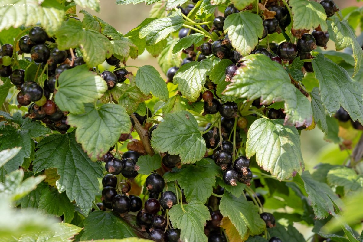 Galley Hill Farm Fruits Alford, Lincolnshire