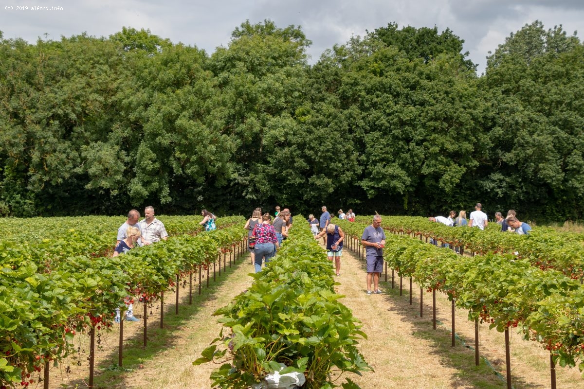 Galley Hill Farm Fruits Alford, Lincolnshire